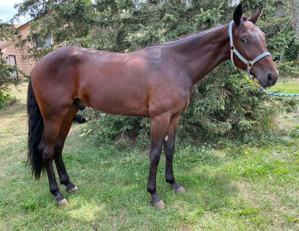 Gulf Time, 2yo Standardbred gelding, 15.2hh