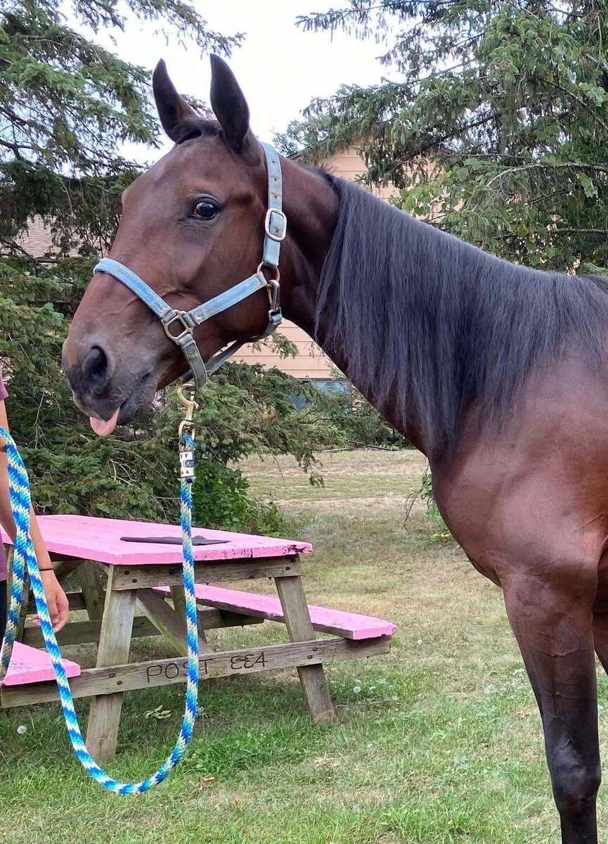 Gulf Time, 2yo Standardbred gelding, 15.2hh