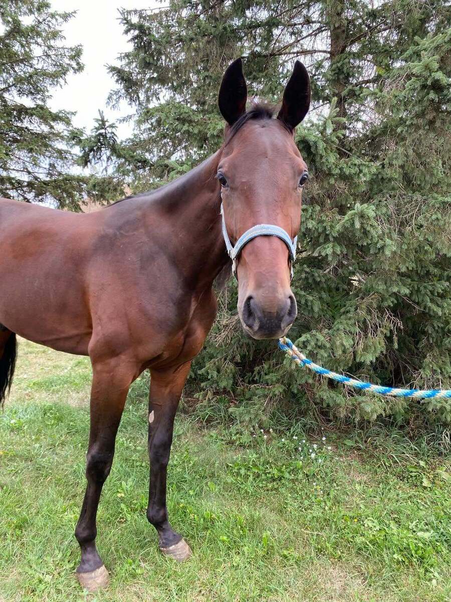 Gulf Time, 2yo Standardbred gelding, 15.2hh
