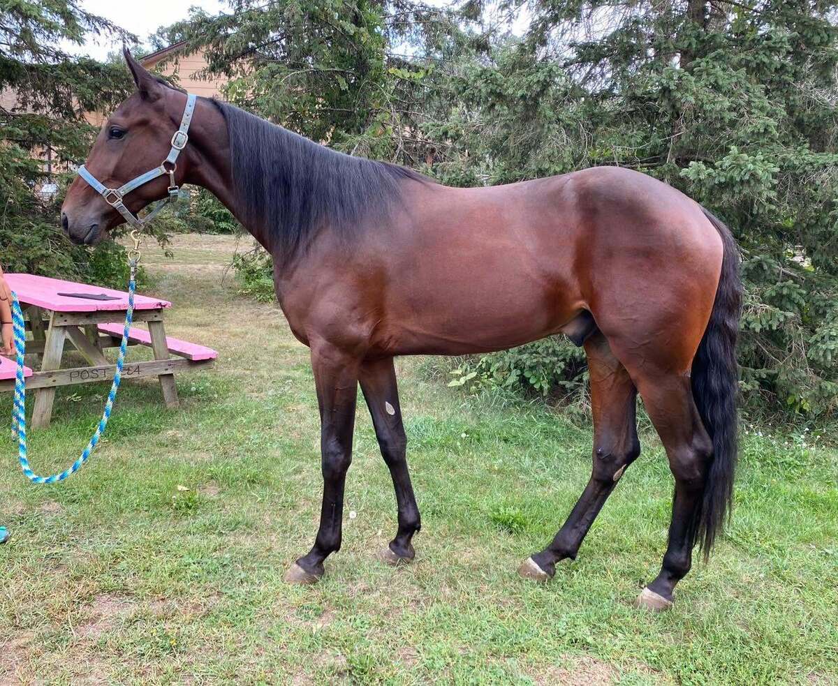 Gulf Time, 2yo Standardbred gelding, 15.2hh