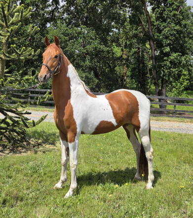 Miss Betty Jean (Betty), 5yo American Saddlebred mare, 15.3hh