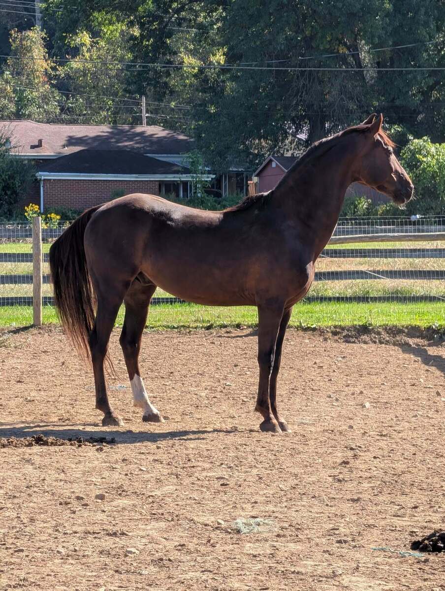 Chronos, Reg. Morgan, 10yo Morgan gelding, 14.2hh