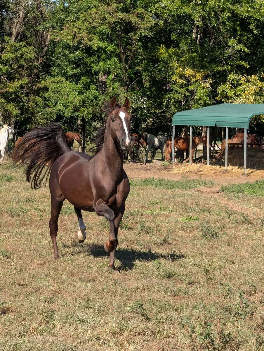 Chronos, Reg. Morgan, 10yo Morgan gelding, 14.2hh