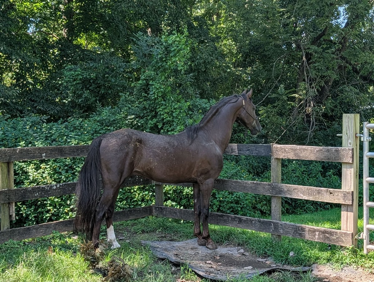 Chronos, Reg. Morgan, 10yo Morgan gelding, 14.2hh