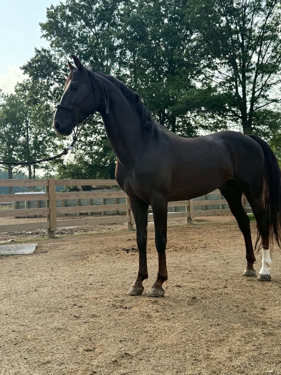 Chronos, Reg. Morgan, 10yo Morgan gelding, 14.2hh