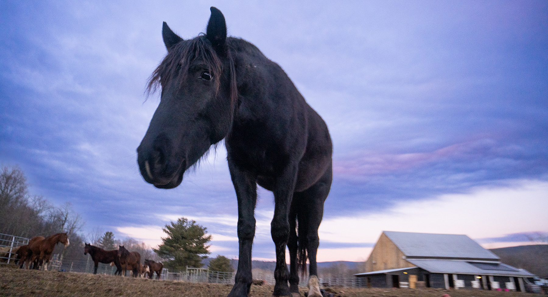 Frey, 8yo Mustang gelding, 15hh