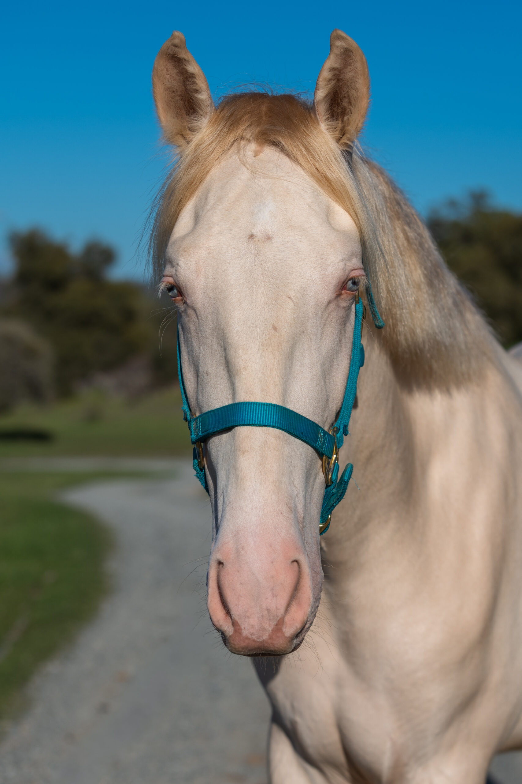Hermes KP, 3yo Andalusian gelding, 16hh