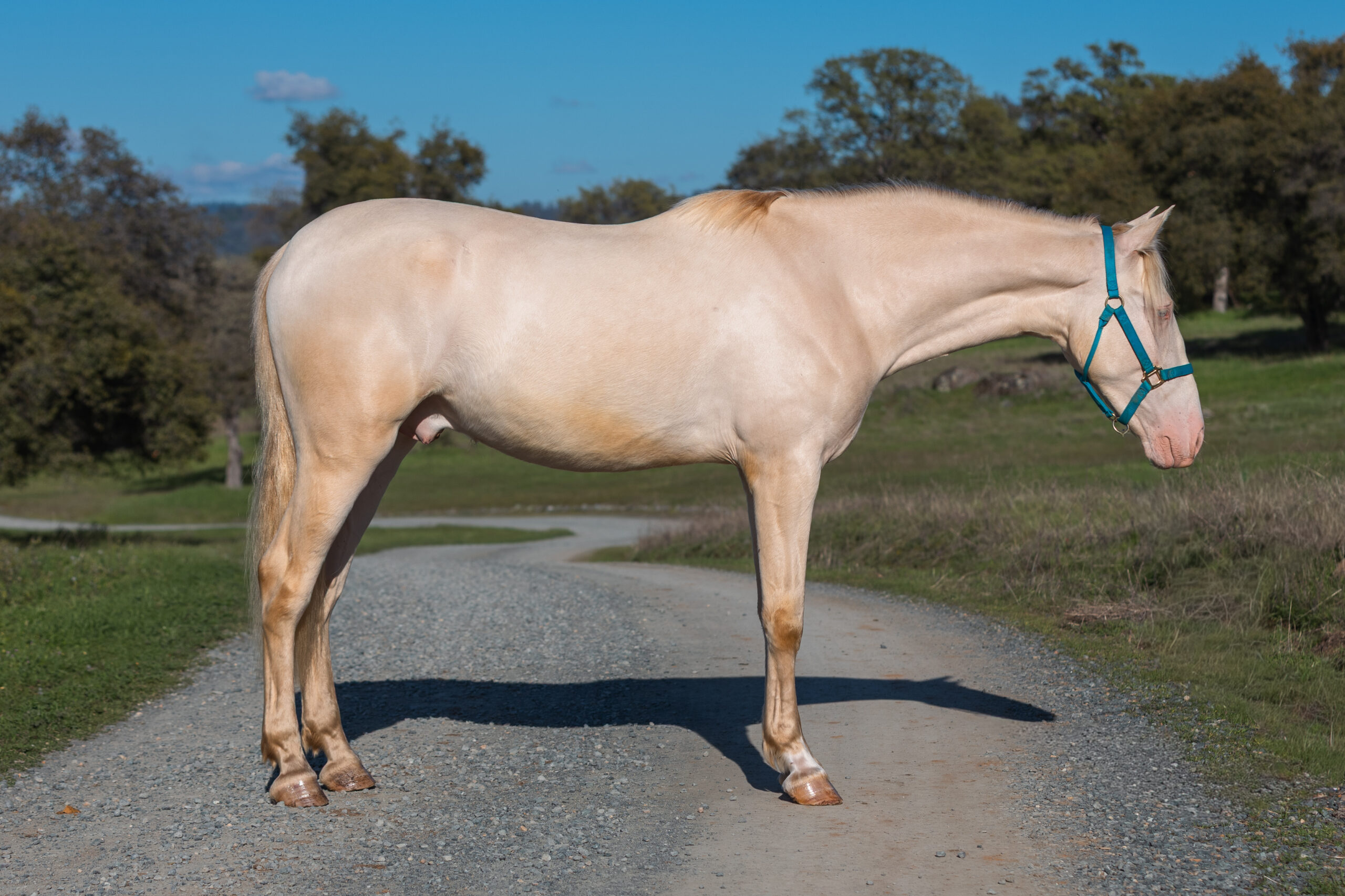 Hermes KP, 3yo Andalusian gelding, 16hh