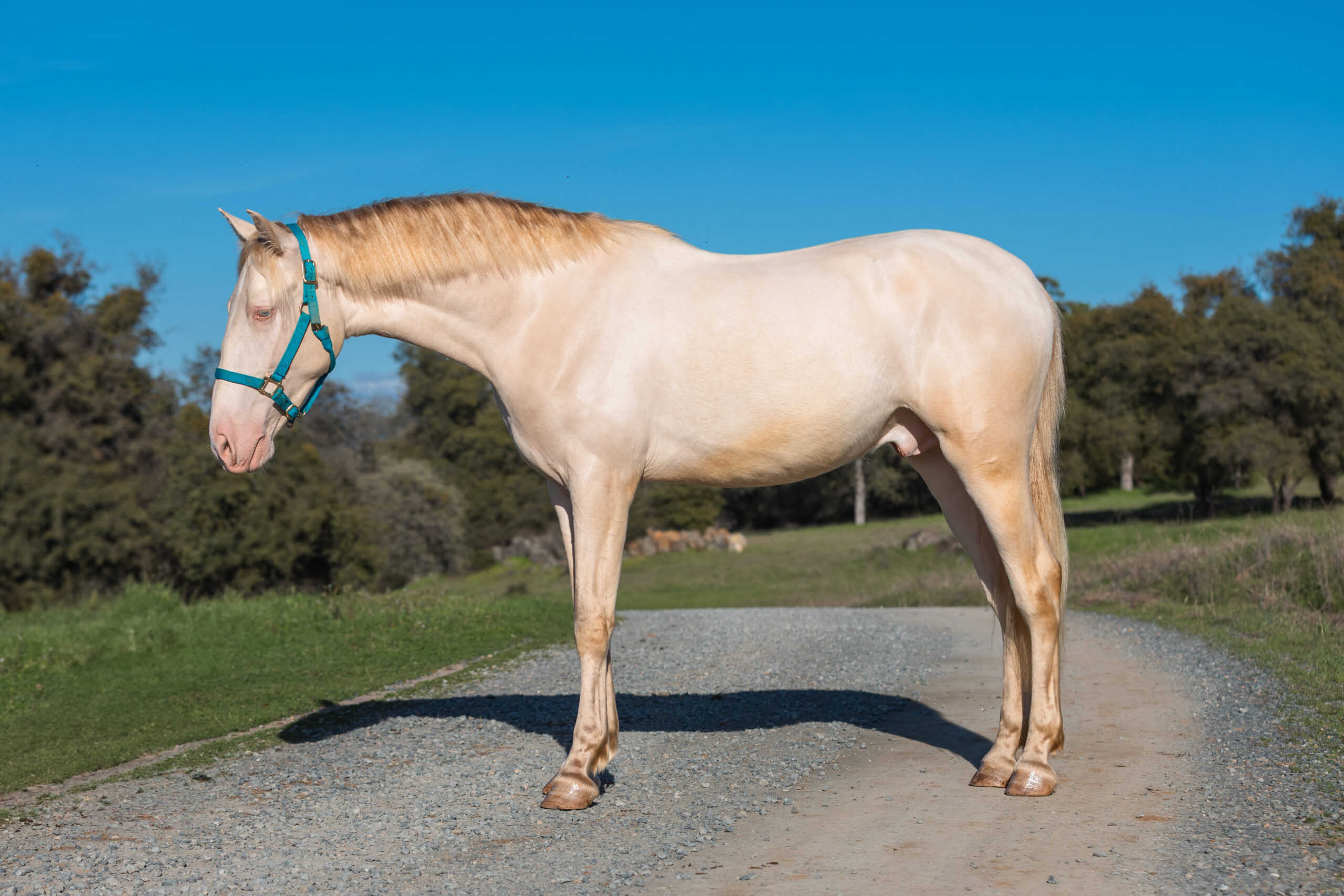 Hermes KP, 3yo Andalusian gelding, 16hh