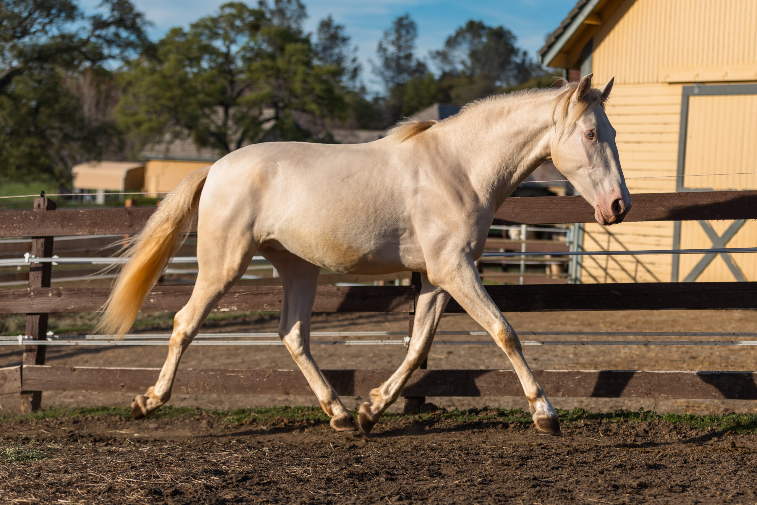 Hermes KP, 3yo Andalusian gelding, 16hh