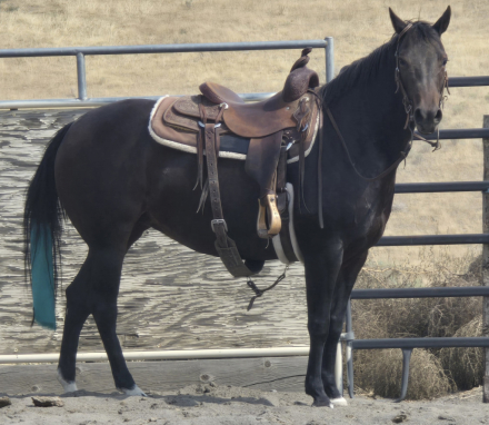 Suzie Q (Suzie), 7yo AQHA Quarter Horse mare, 14.3hh