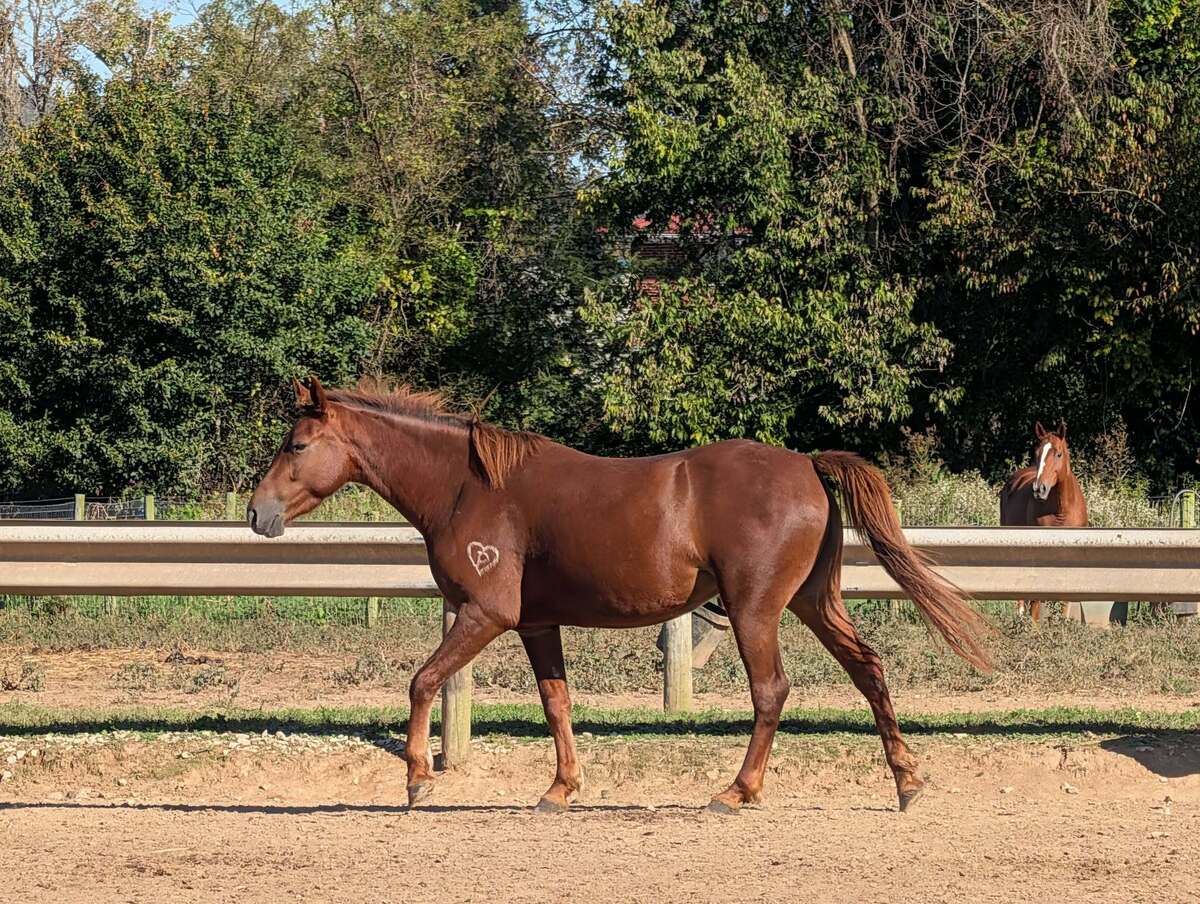 Leeta, 3yo American Quarter Horse filly, 14.0hh
