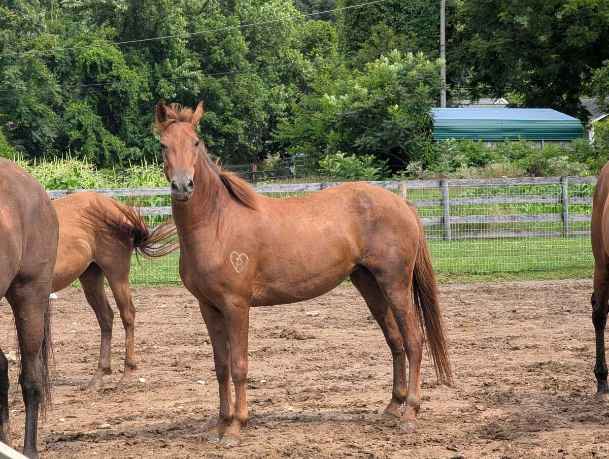 Leeta, 3yo American Quarter Horse filly, 14.0hh