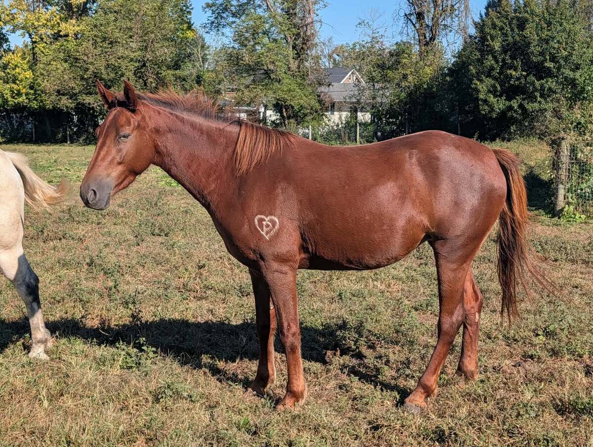 Leeta, 3yo American Quarter Horse filly, 14.0hh