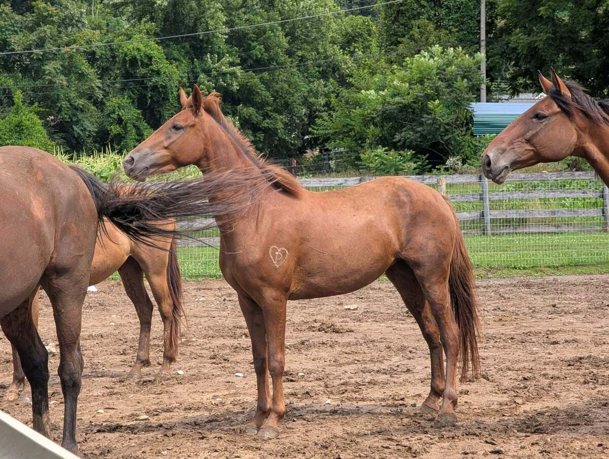 Leeta, 3yo American Quarter Horse filly, 14.0hh