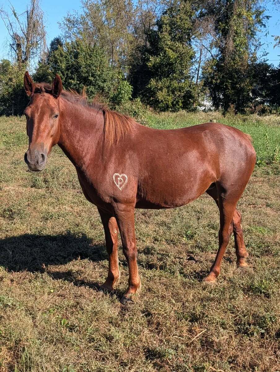 Leeta, 3yo American Quarter Horse filly, 14.0hh