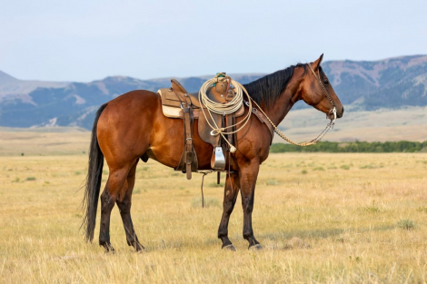 GC Son Of A King (Crawfish), 7yo AQHA Quarter Horse gelding, 15.0hh