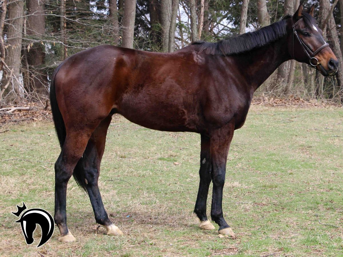 Ubiquitous, 8yo Thoroughbred gelding, 16.3hh