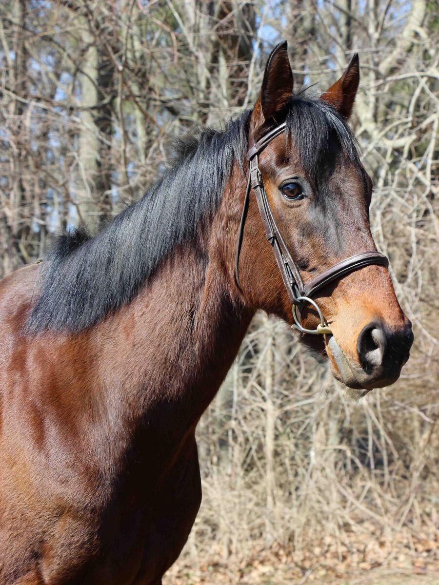Ubiquitous, 8yo Thoroughbred gelding, 16.3hh