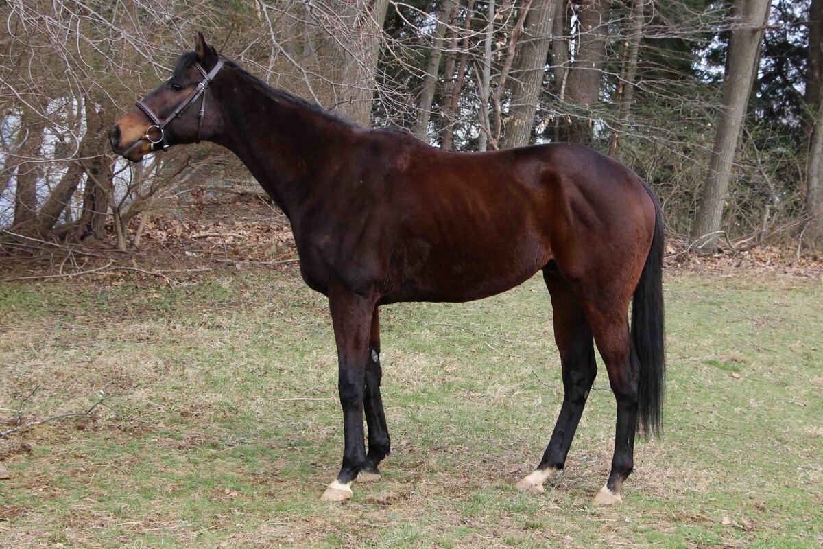 Ubiquitous, 8yo Thoroughbred gelding, 16.3hh