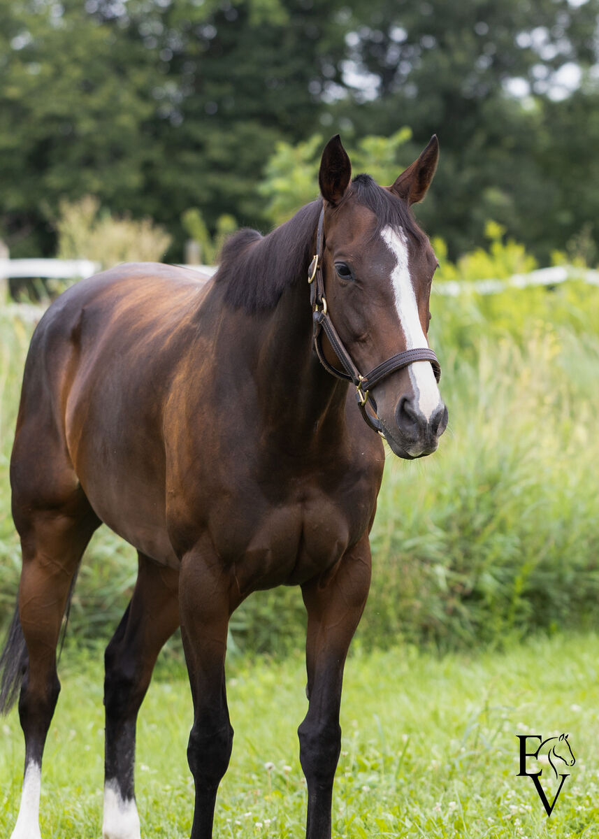Happy Time, 6yo Thoroughbred mare, 16.0hh