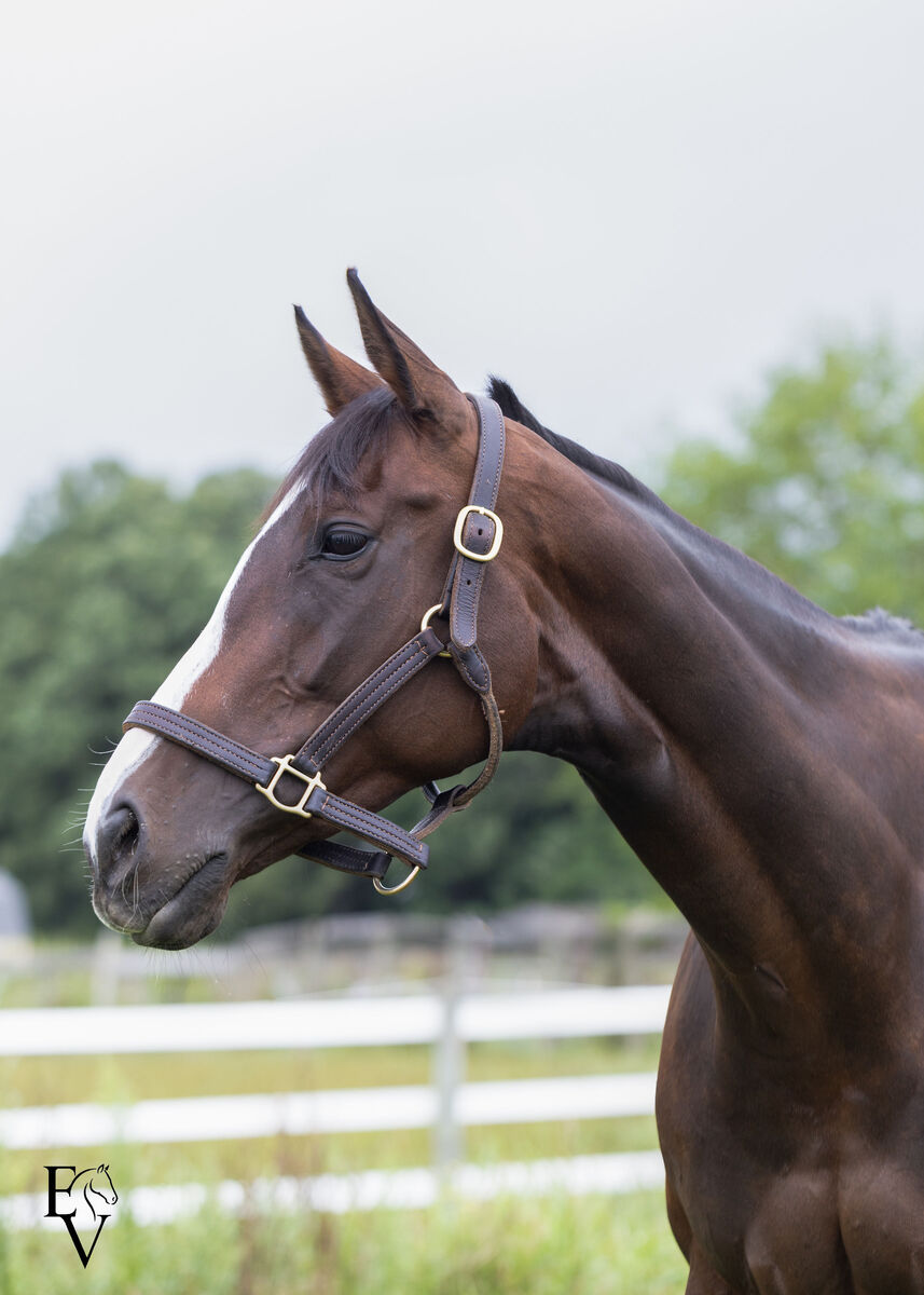 Happy Time, 6yo Thoroughbred mare, 16.0hh