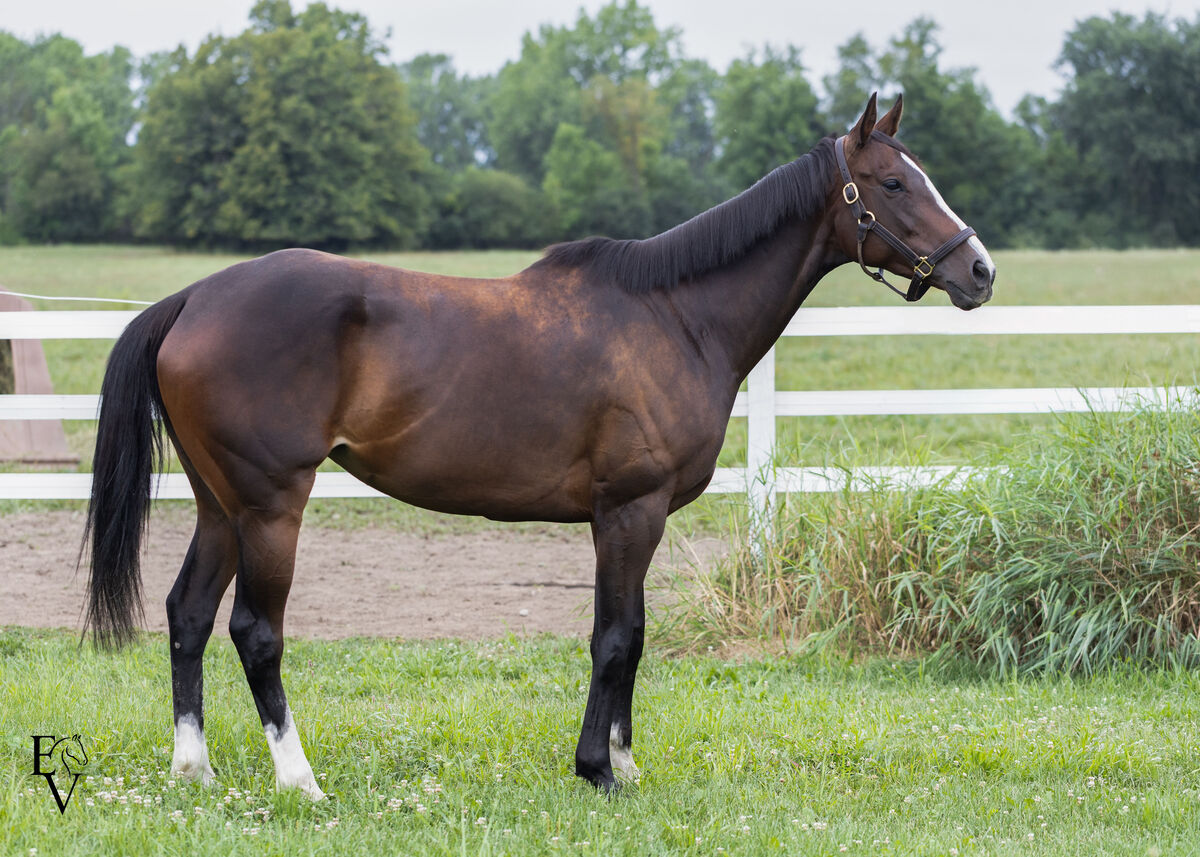 Happy Time, 6yo Thoroughbred mare, 16.0hh