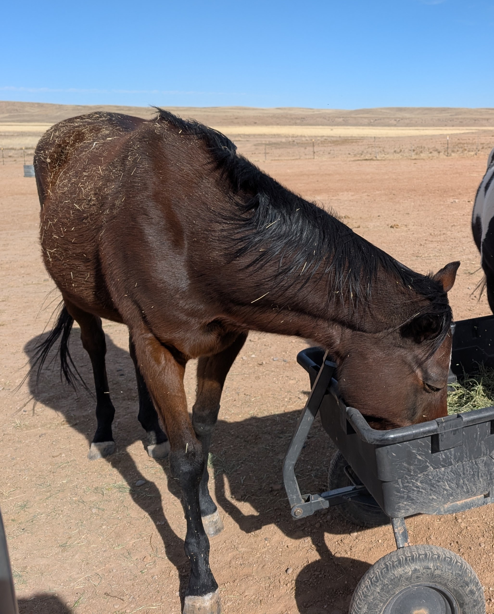 Teddy, 13yo Thoroughbred gelding, 16hh