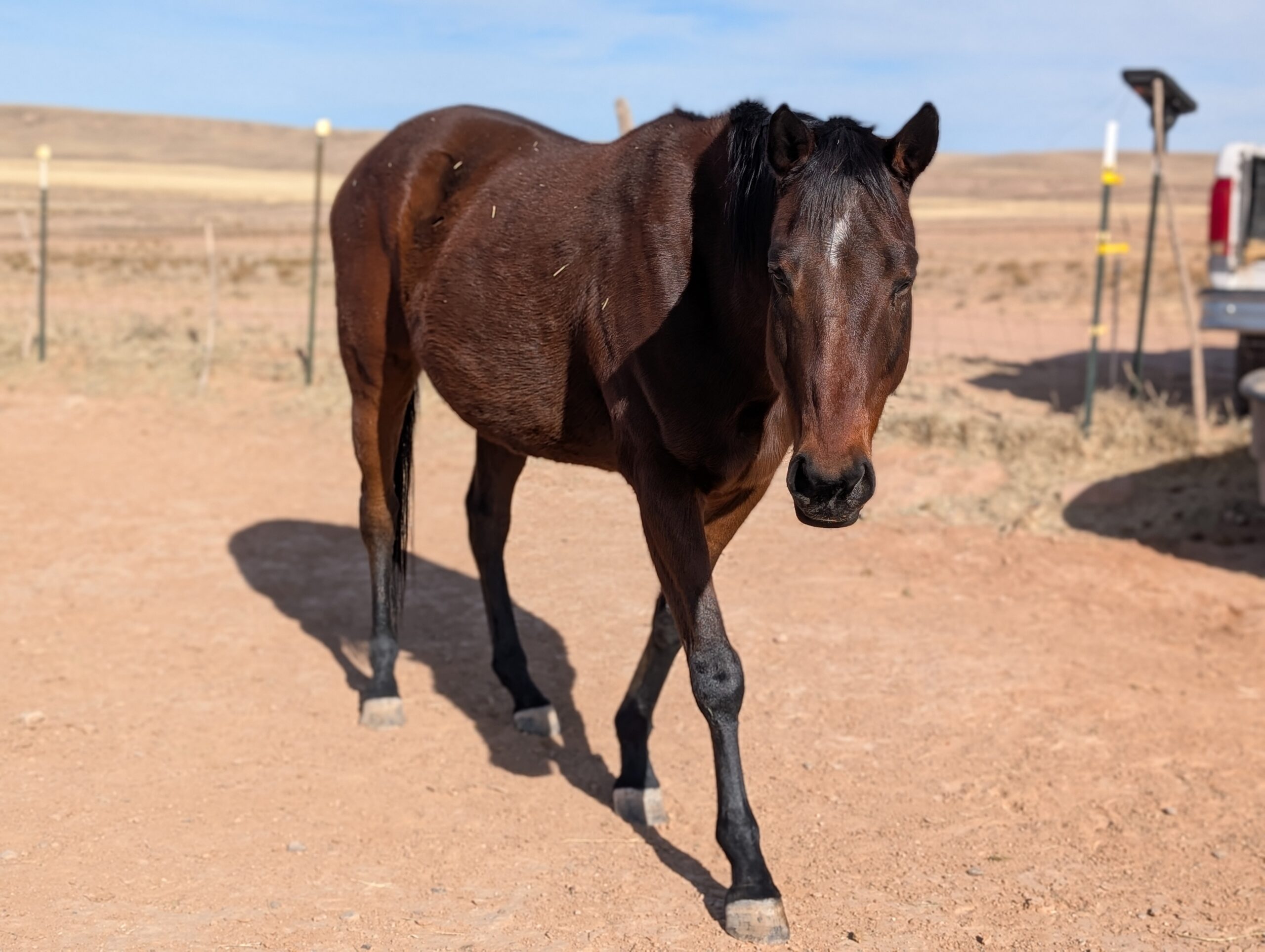 Teddy, 13yo Thoroughbred gelding, 16hh