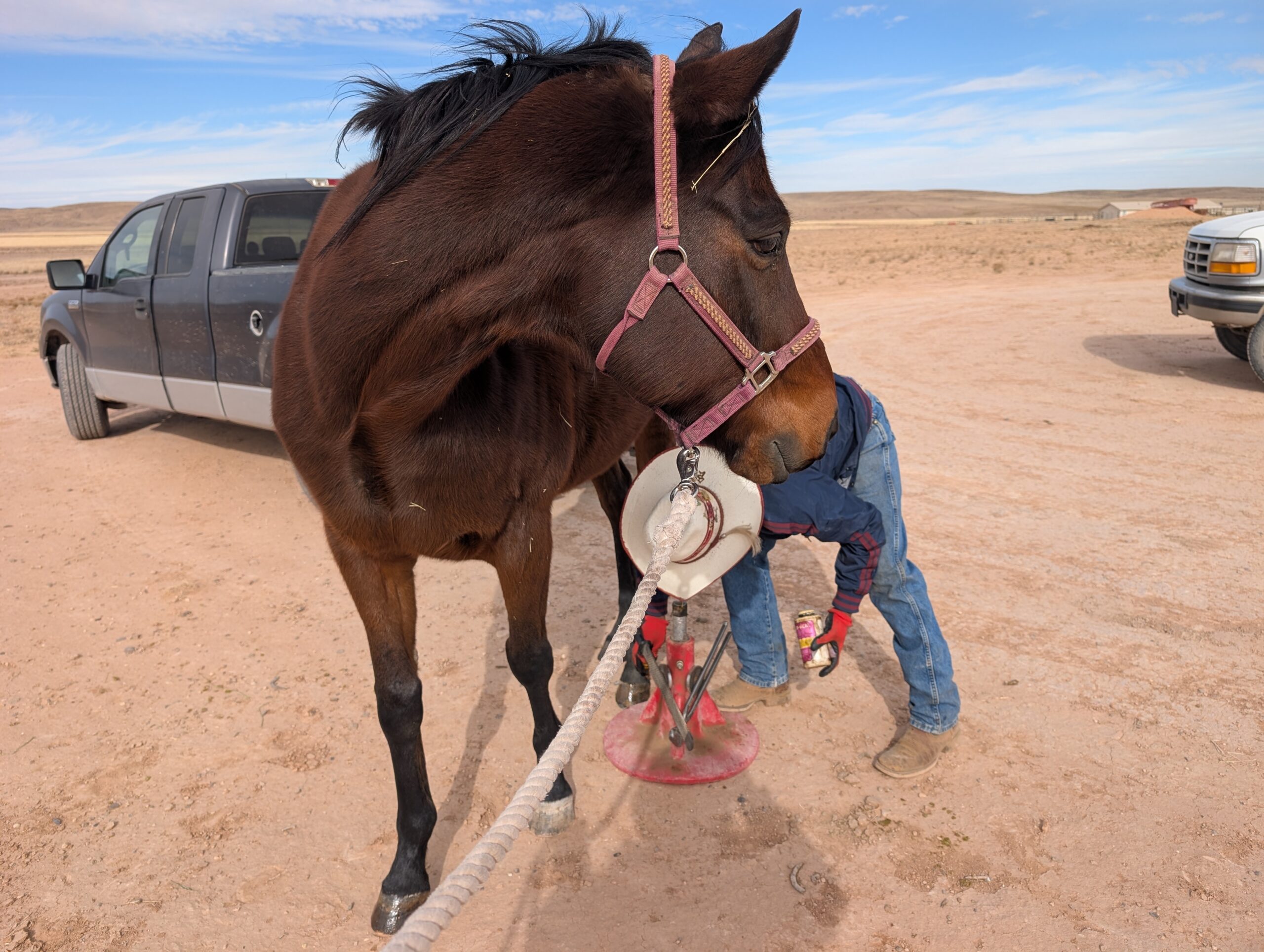 Teddy, 13yo Thoroughbred gelding, 16hh