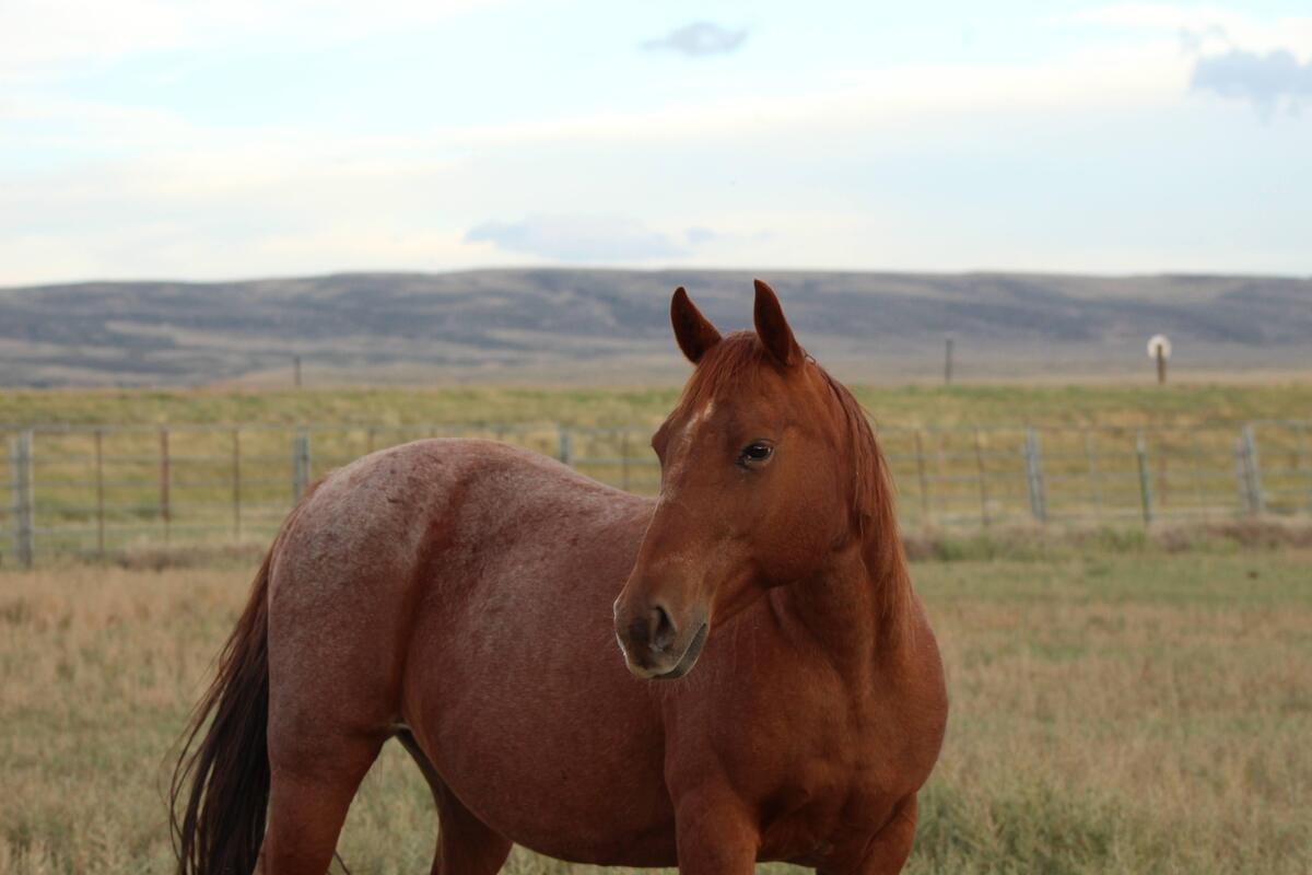 Adora, 13yo American Quarter Horse mare, 14.3hh