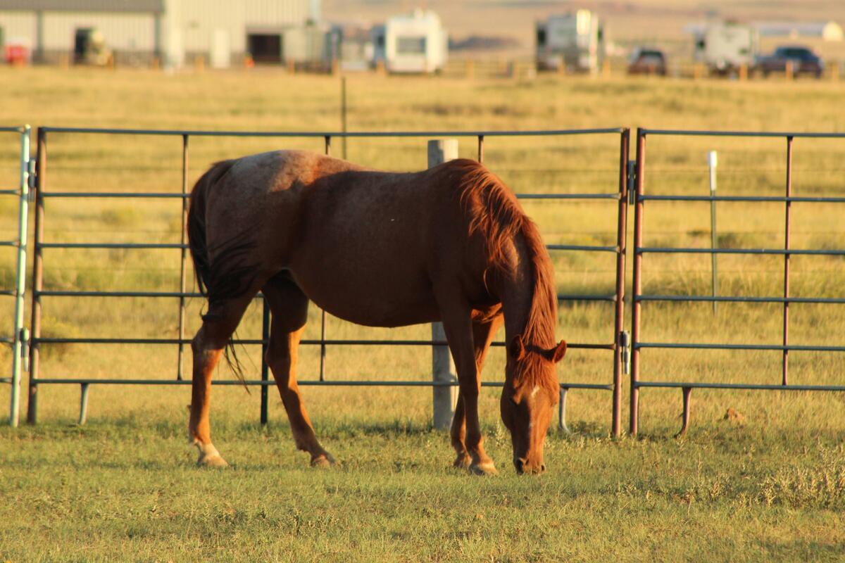Adora, 13yo American Quarter Horse mare, 14.3hh