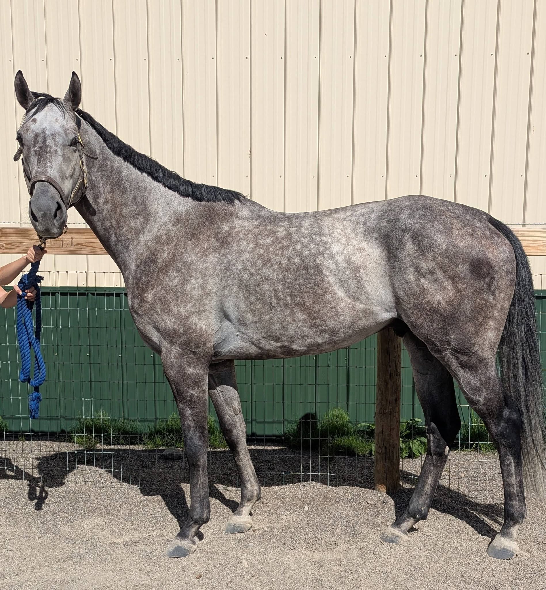 Escape Mission, 7yo Thoroughbred gelding, 16.2hh