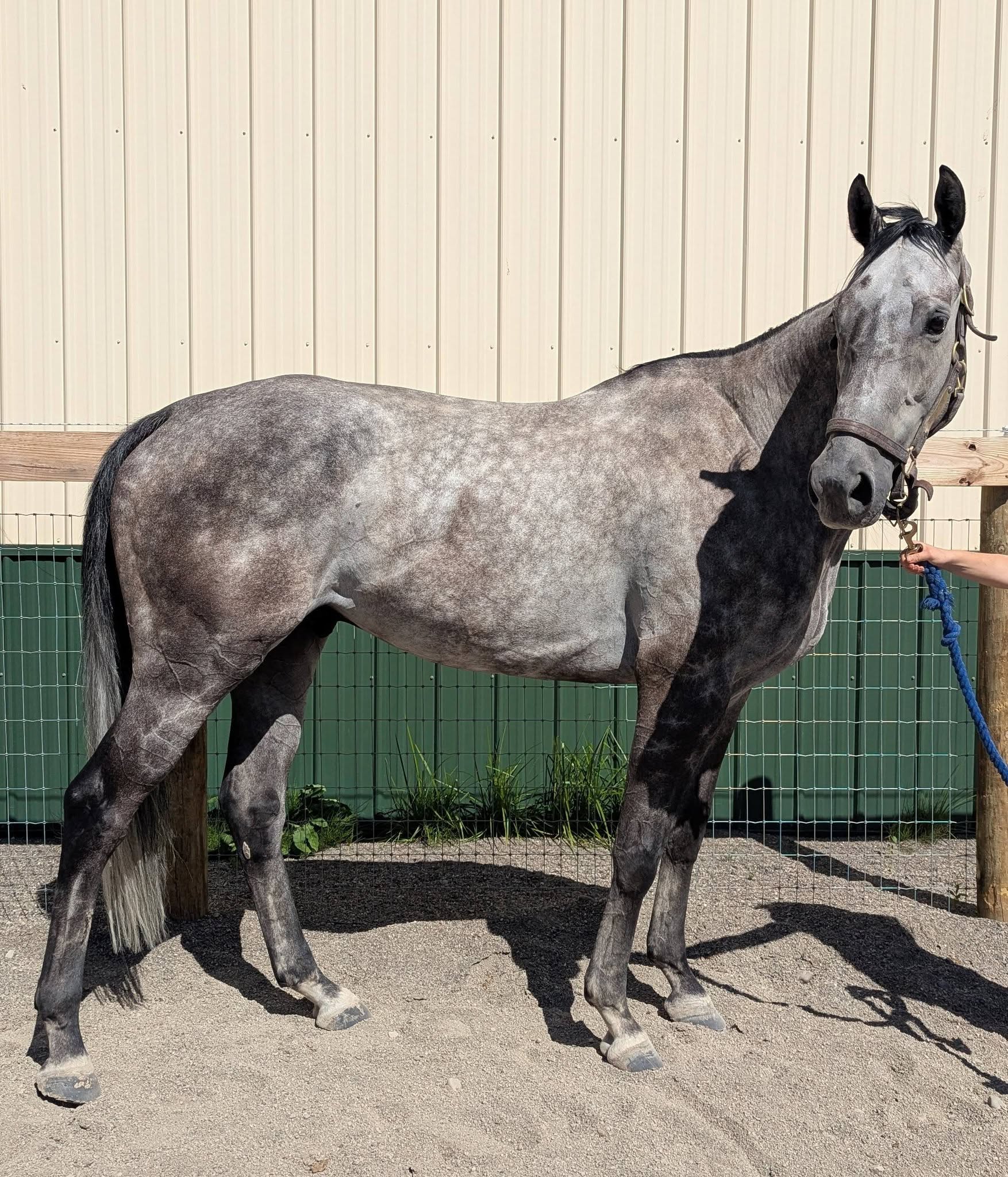 Escape Mission, 7yo Thoroughbred gelding, 16.2hh