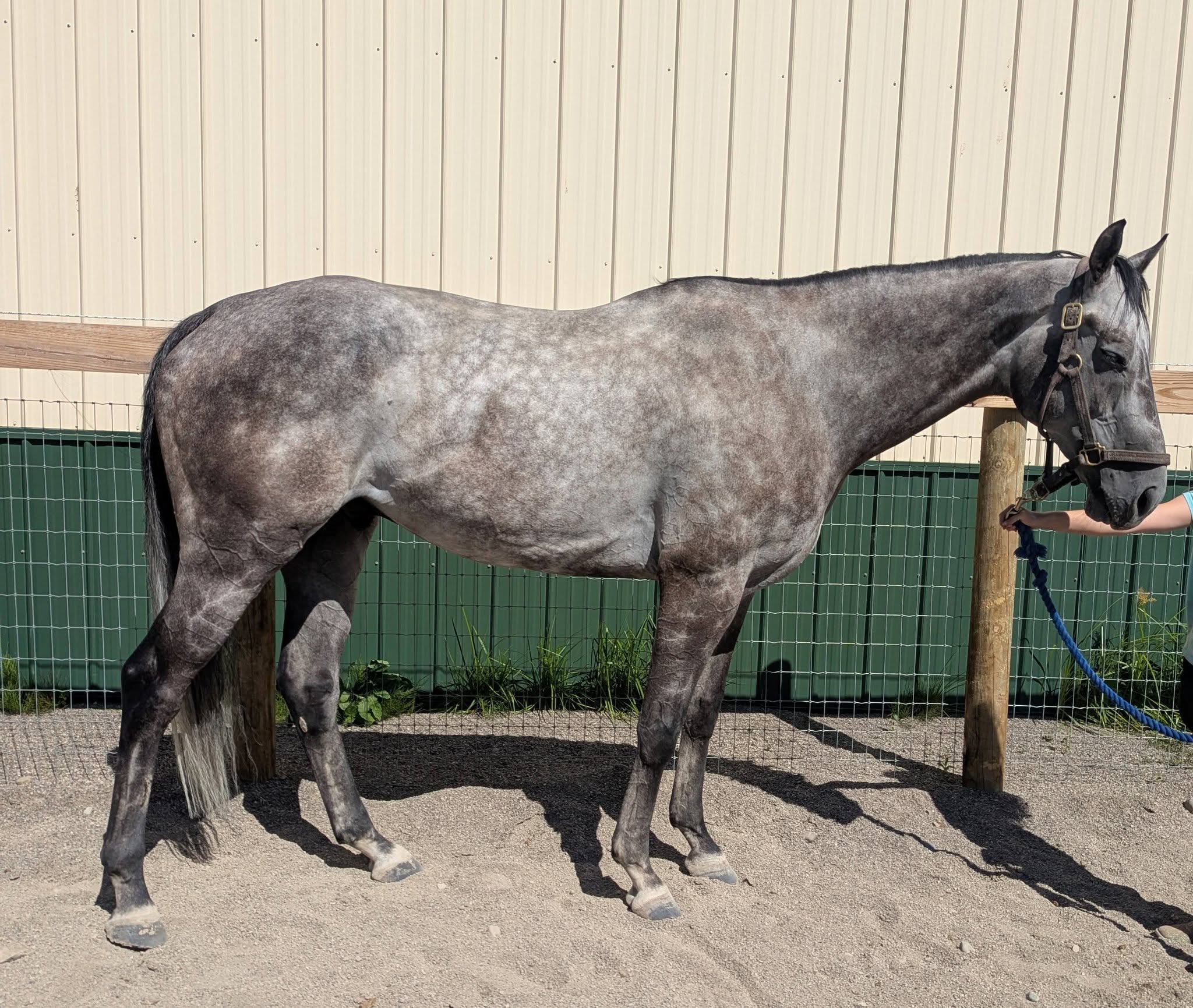 Escape Mission, 7yo Thoroughbred gelding, 16.2hh