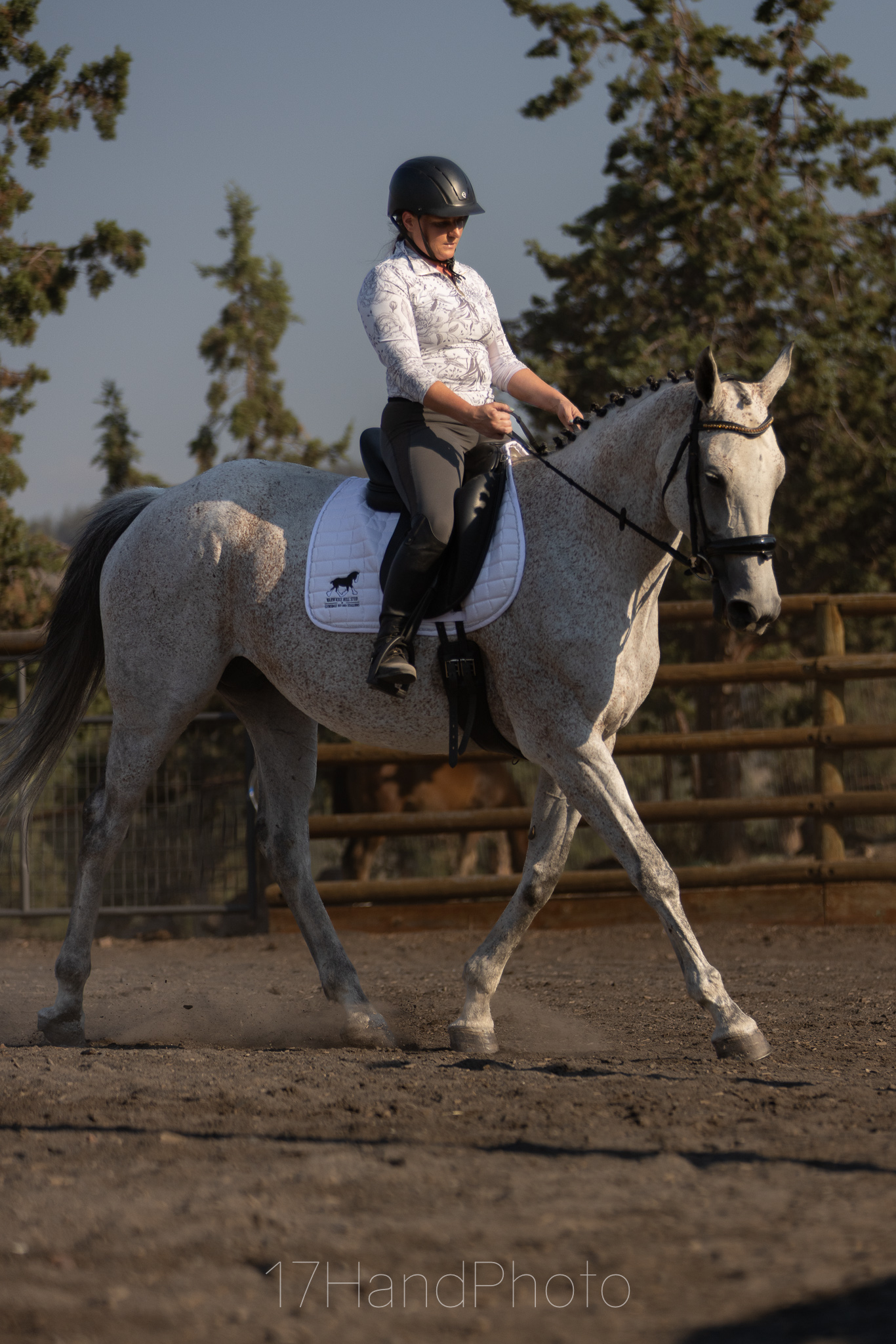 Fun Paddy, 10yo Thoroughbred mare, 16hh