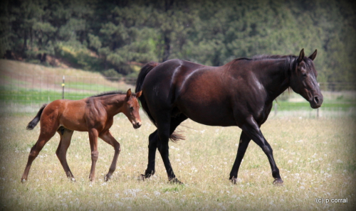 HYERS DASH TOOTSIE, 9yo AQHA Quarter Horse mare in foal to: magnum shooter buck