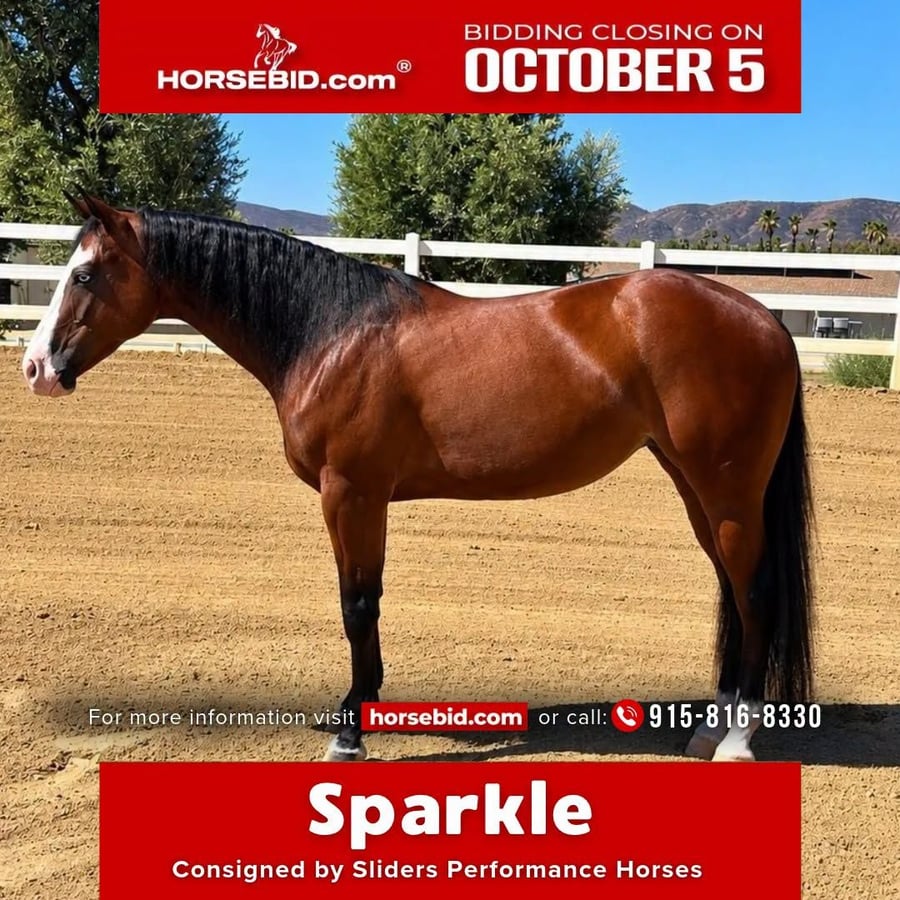 American Quarter Horse, 2yo American Quarter Horse mare