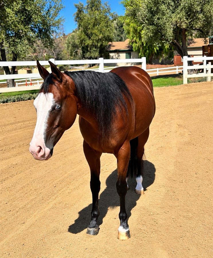 American Quarter Horse, 2yo American Quarter Horse mare