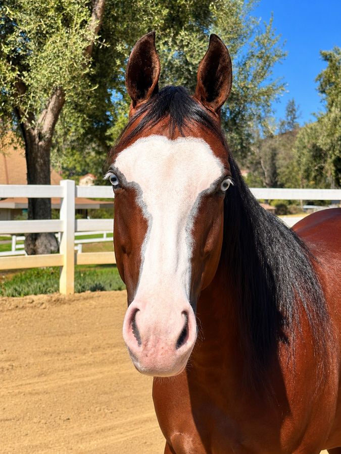 American Quarter Horse, 2yo American Quarter Horse mare