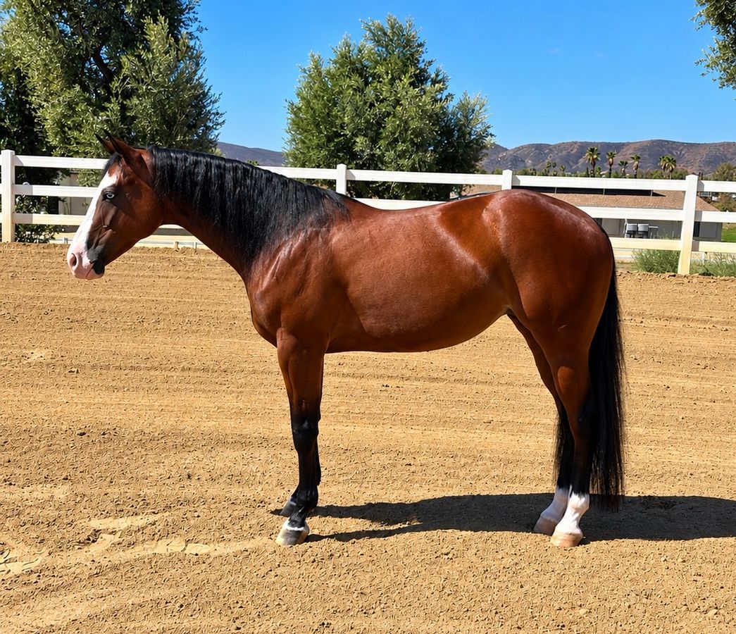 American Quarter Horse, 2yo American Quarter Horse mare