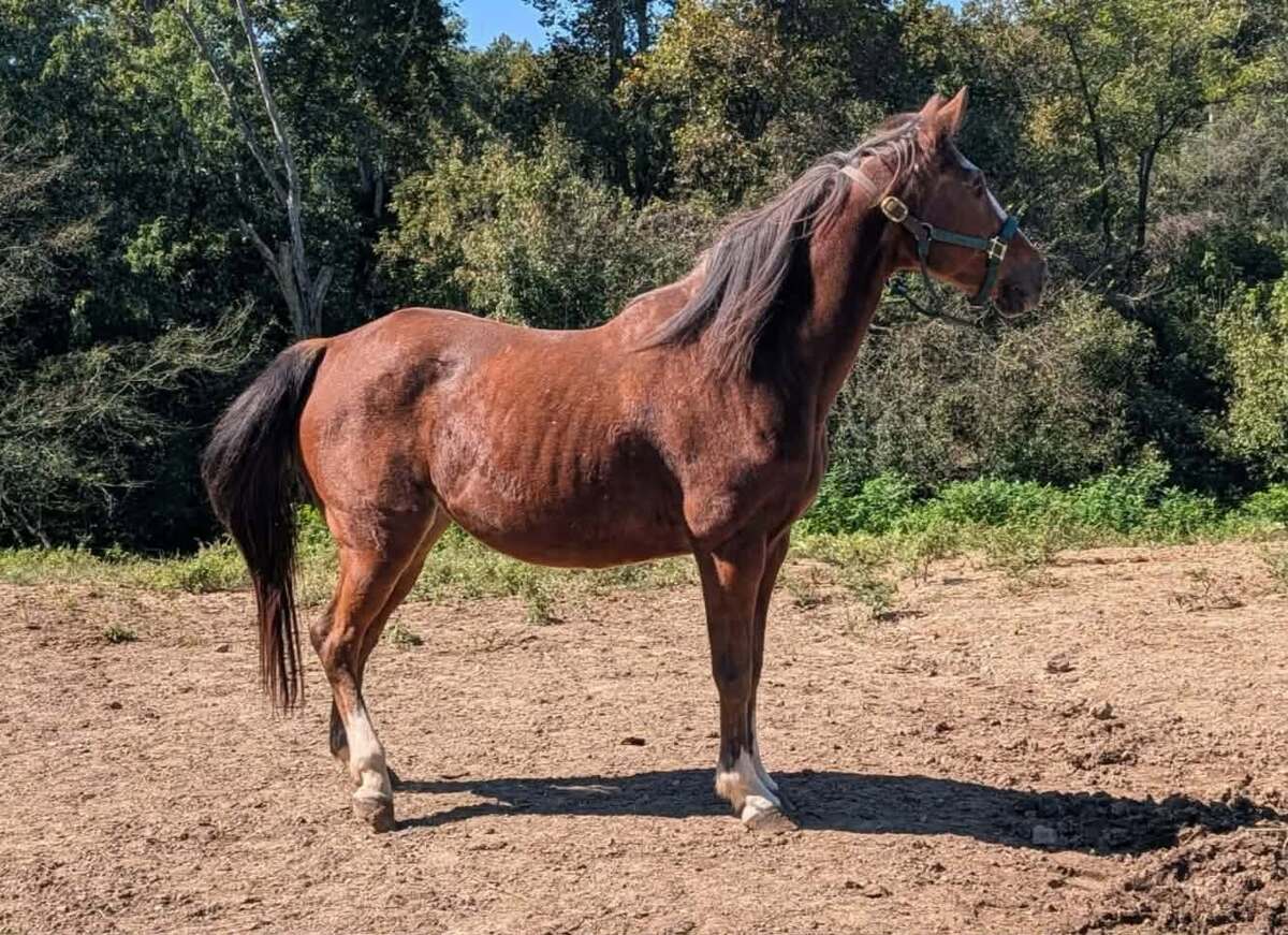 Seneca, 14yo Welsh Pony/Thoroughbred mare, 14.1hh