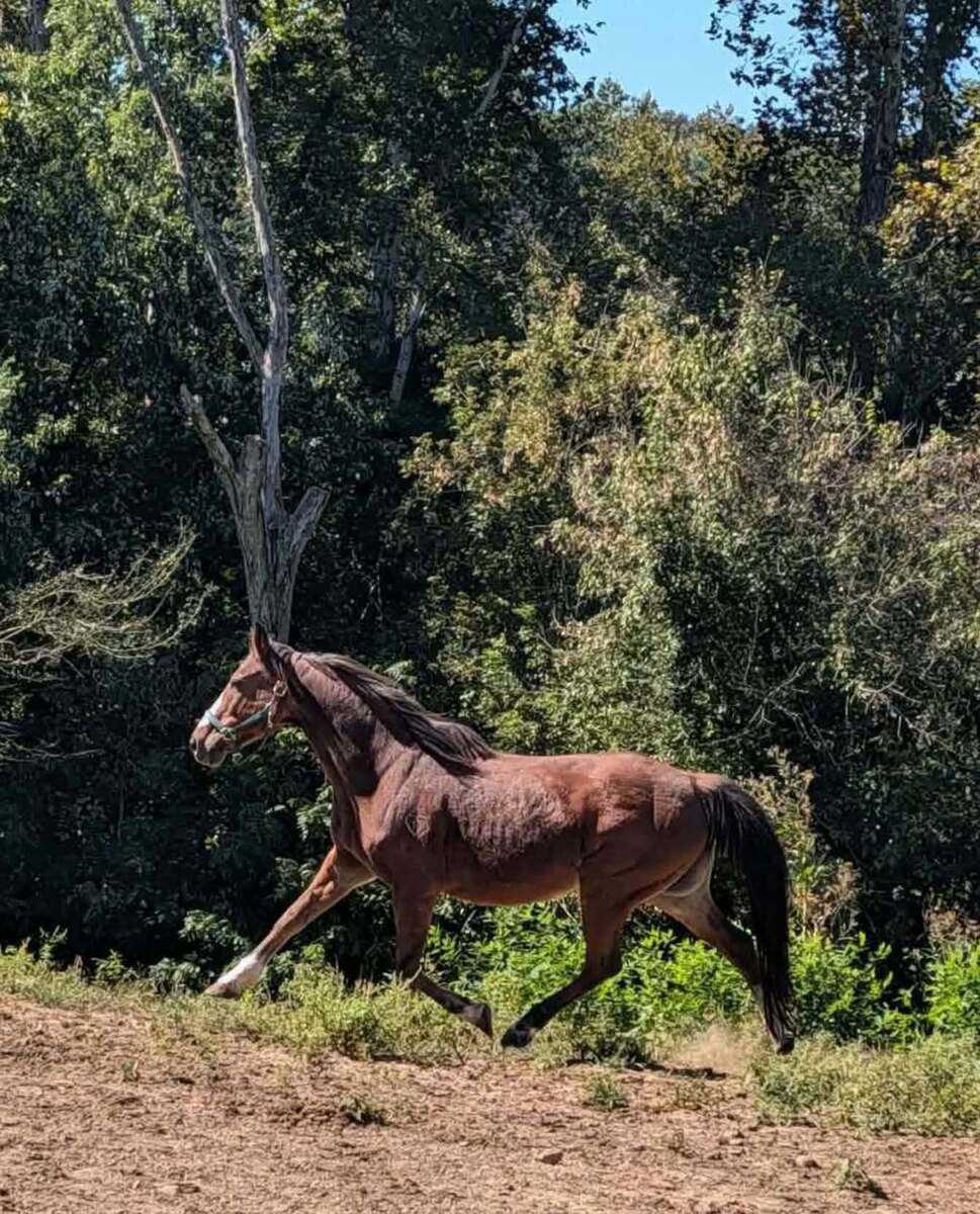 Seneca, 14yo Welsh Pony/Thoroughbred mare, 14.1hh
