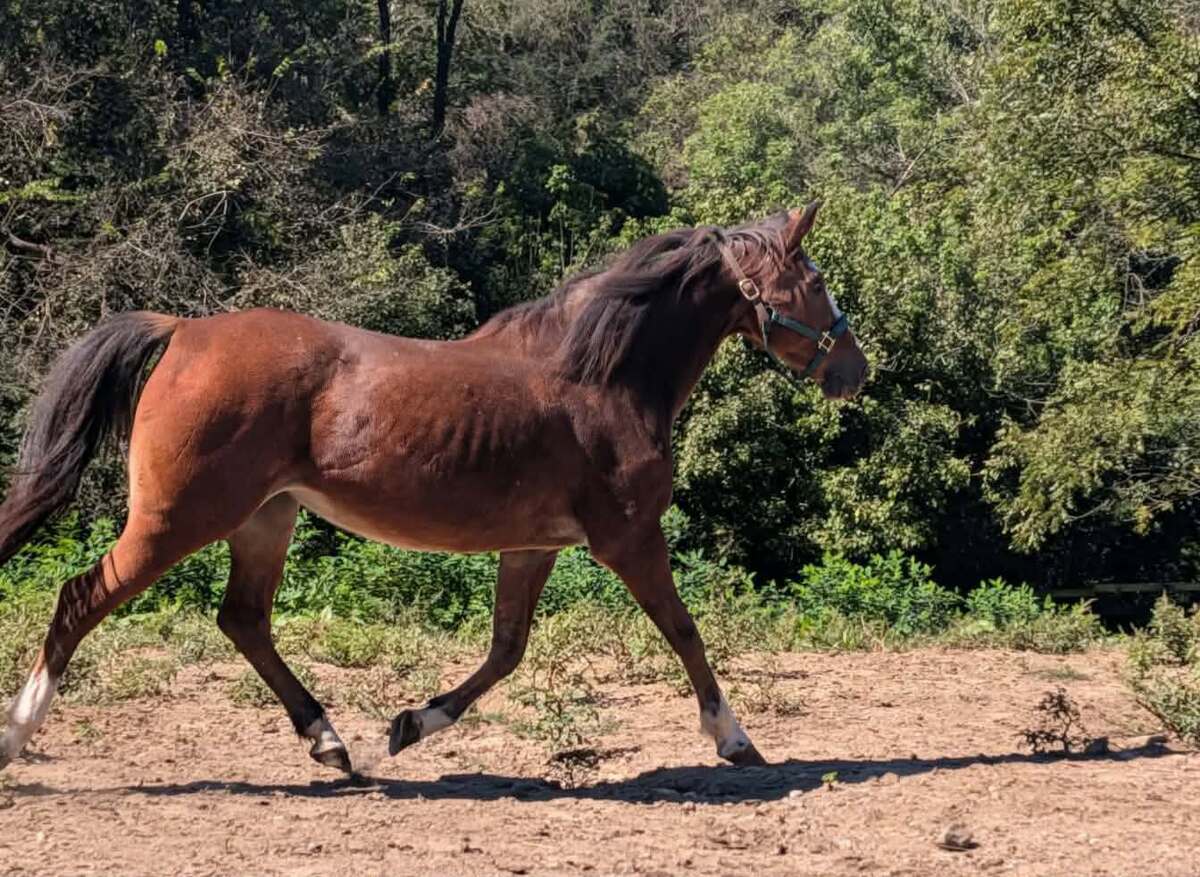 Seneca, 14yo Welsh Pony/Thoroughbred mare, 14.1hh