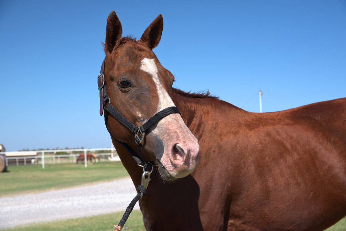 Dixie, 13yo mare, 14.0hh