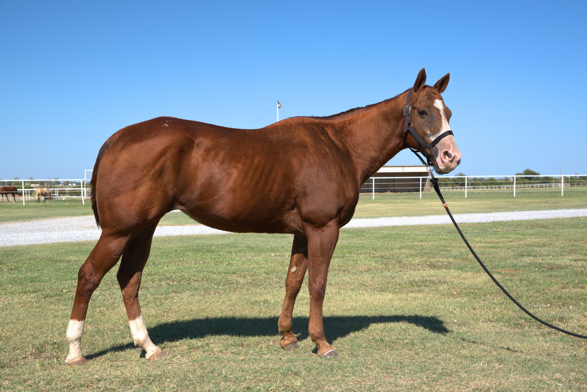 Dixie, 13yo mare, 14.0hh