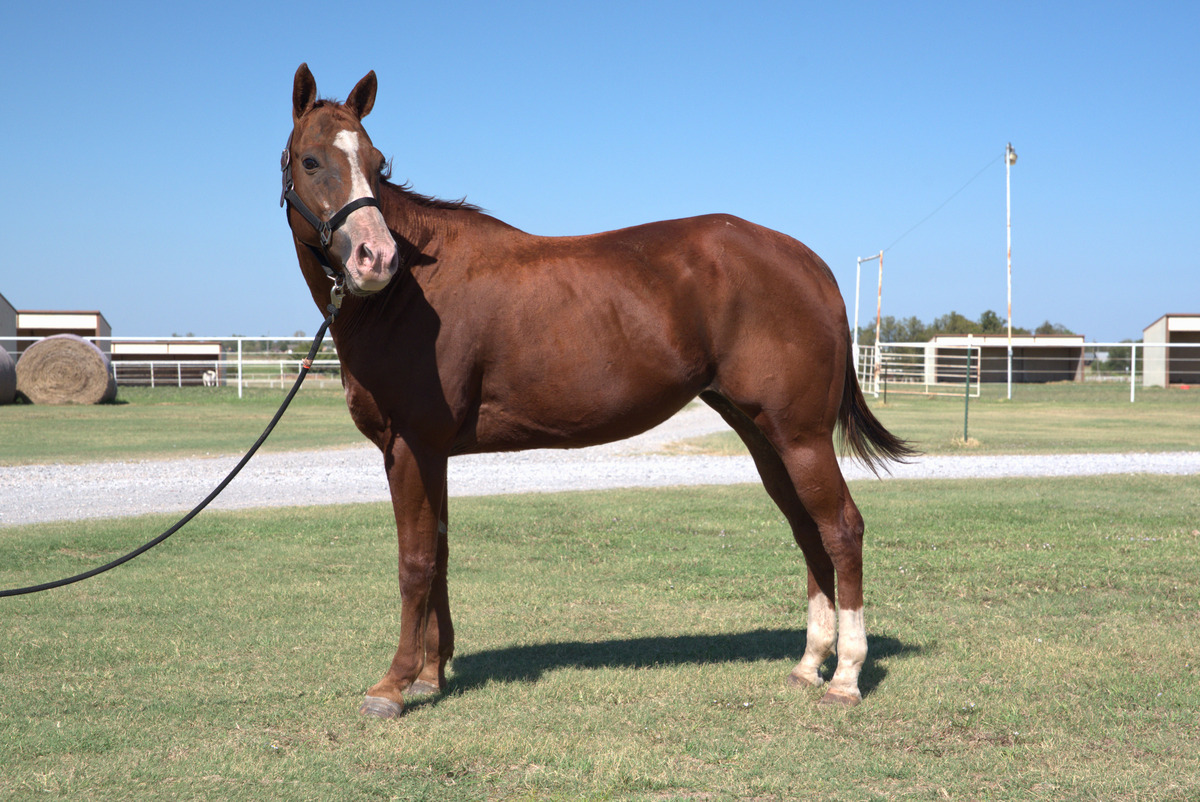 Dixie, 13yo mare, 14.0hh