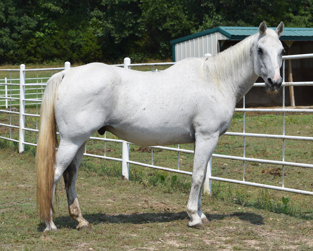 Linguini, 25yo gelding, 0.0hh