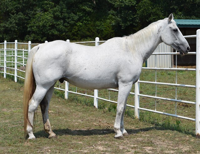 Linguini, 25yo gelding, 0.0hh