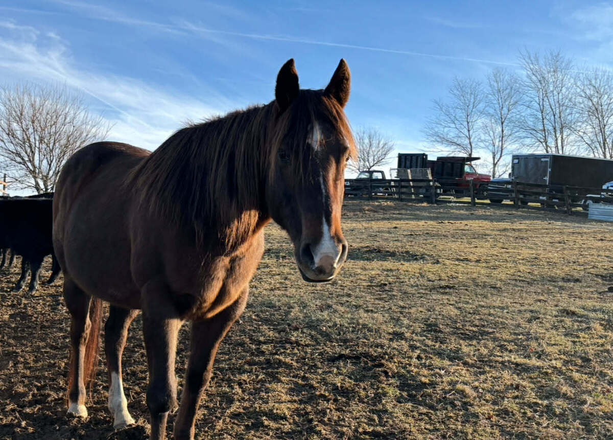 LUNA, 16yo mare, 14.3hh
